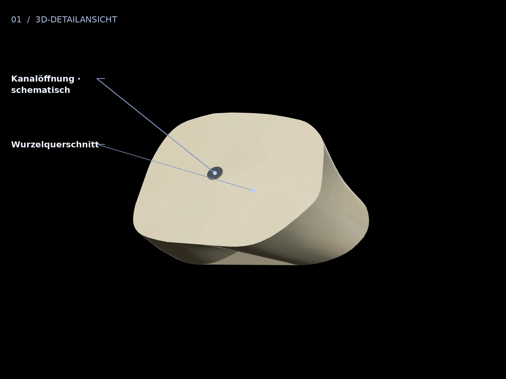 Querschnitt: beschriftete 3D-Ansicht mit Wurzelquerschnitt, Kanalöffnung · schematisch