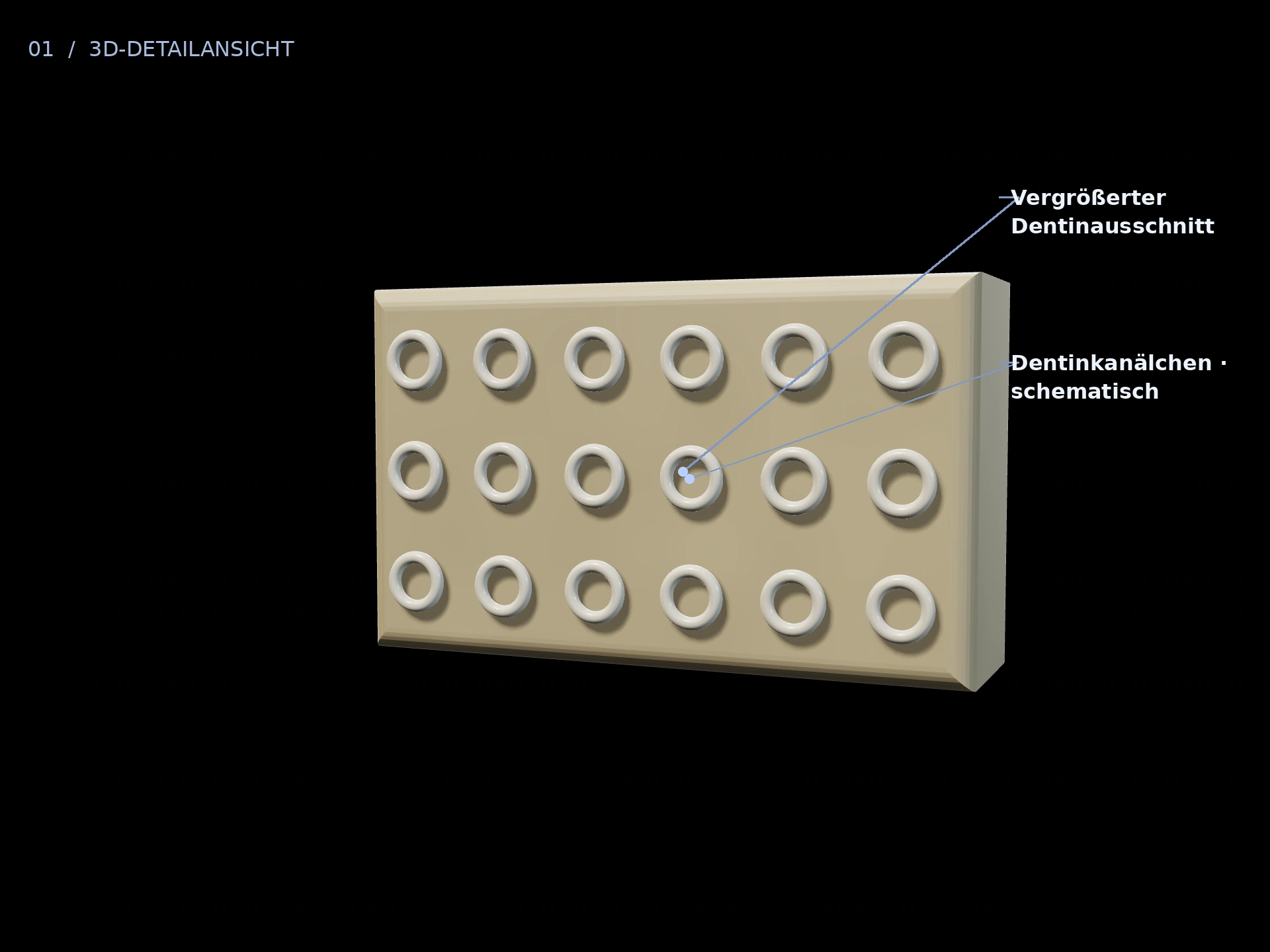 Dentin: beschriftete 3D-Ansicht mit Vergrößerter Dentinausschnitt, Dentinkanälchen · schematisch