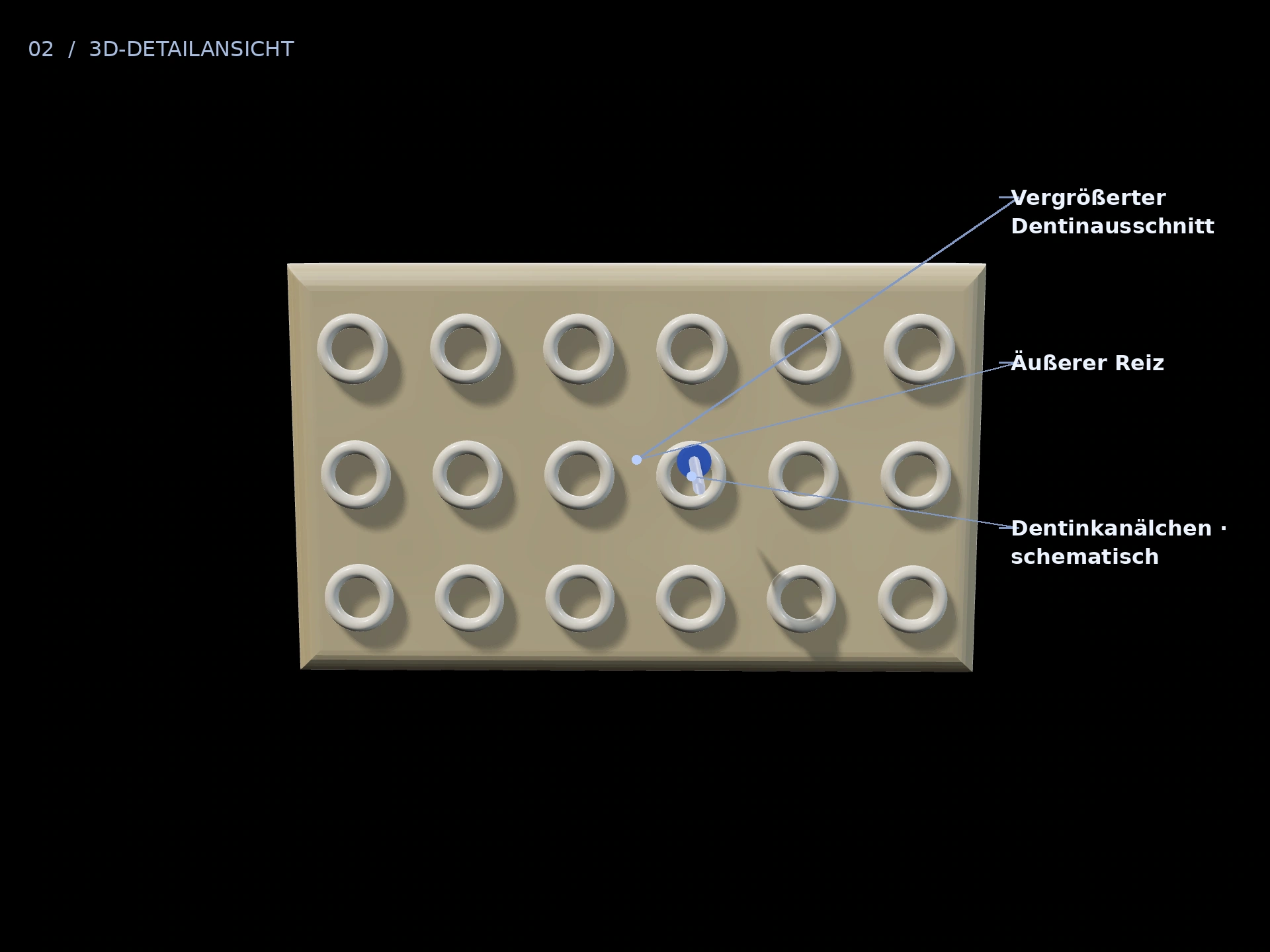 Kanälchen: beschriftete 3D-Ansicht mit Vergrößerter Dentinausschnitt, Dentinkanälchen · schematisch, Äußerer Reiz