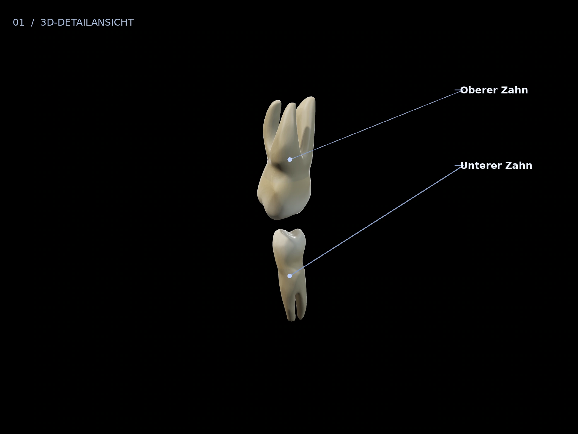 Gegenüberliegende Zähne: beschriftete 3D-Ansicht mit Oberer Zahn, Unterer Zahn