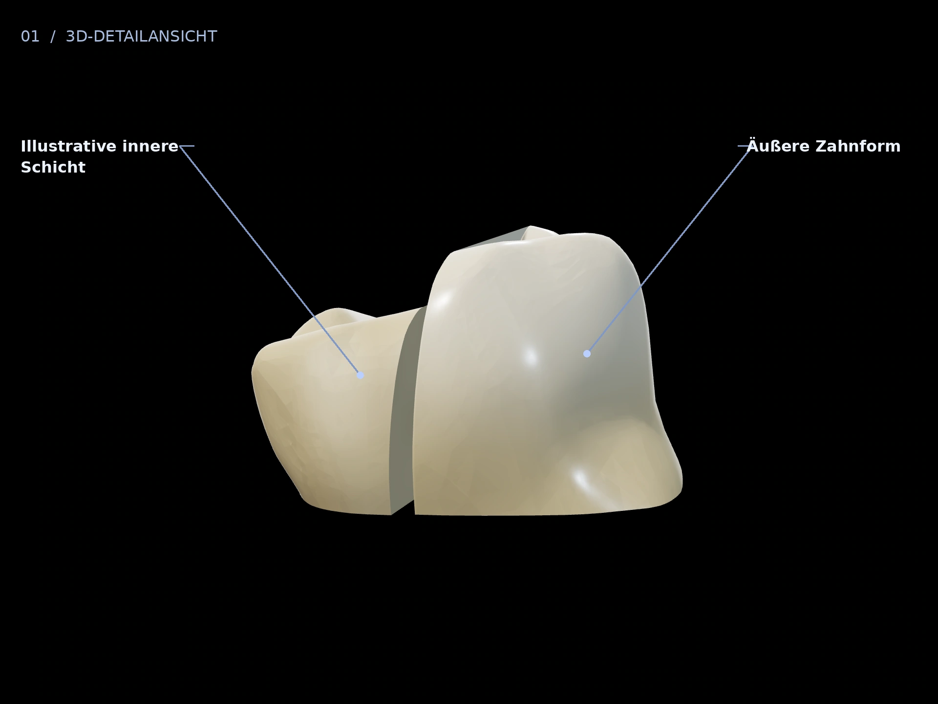 Äußere Form: beschriftete 3D-Ansicht mit Äußere Zahnform, Illustrative innere Schicht