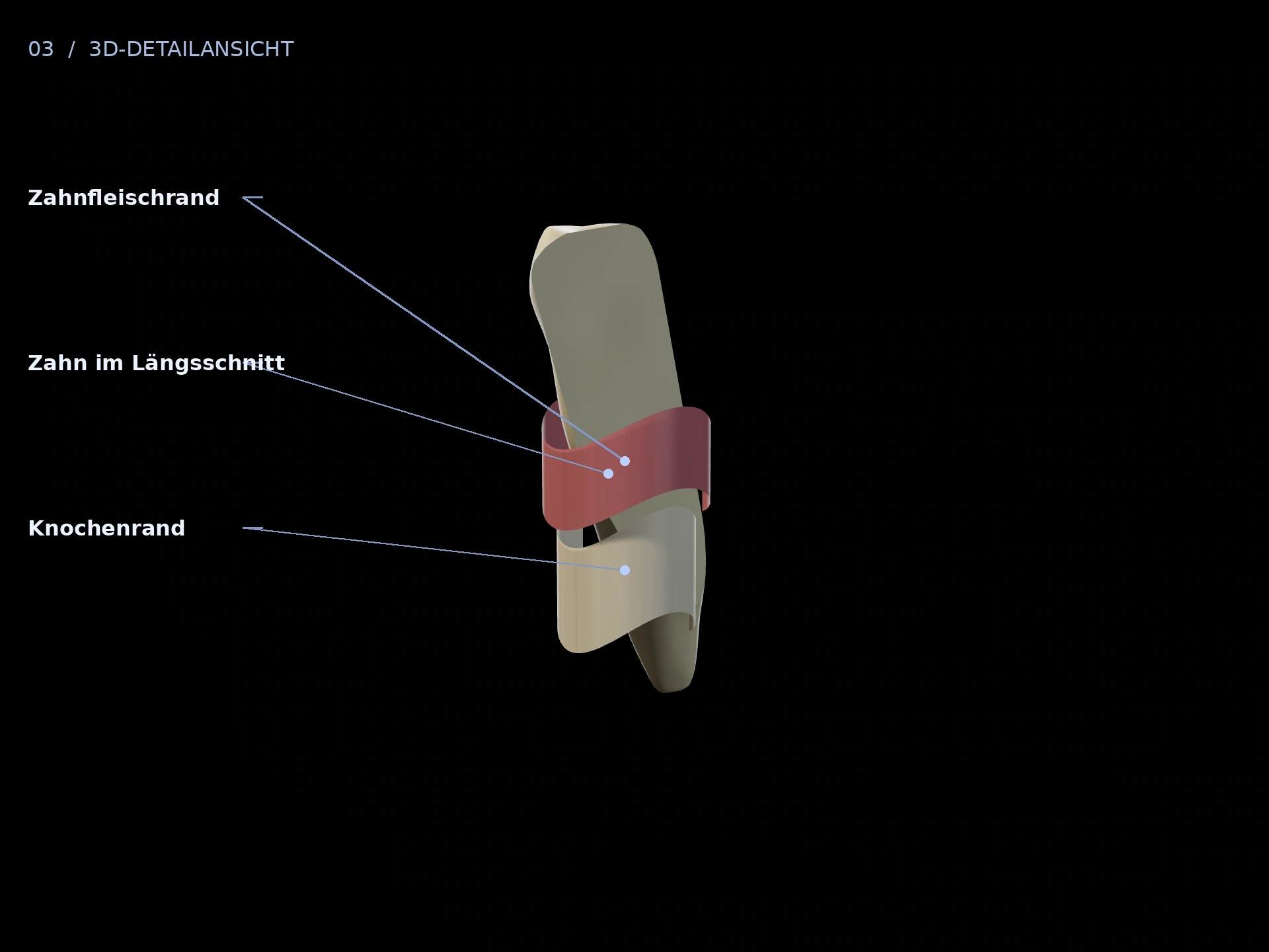 Knochenrand: beschriftete 3D-Ansicht mit Zahn im Längsschnitt, Zahnfleischrand, Knochenrand