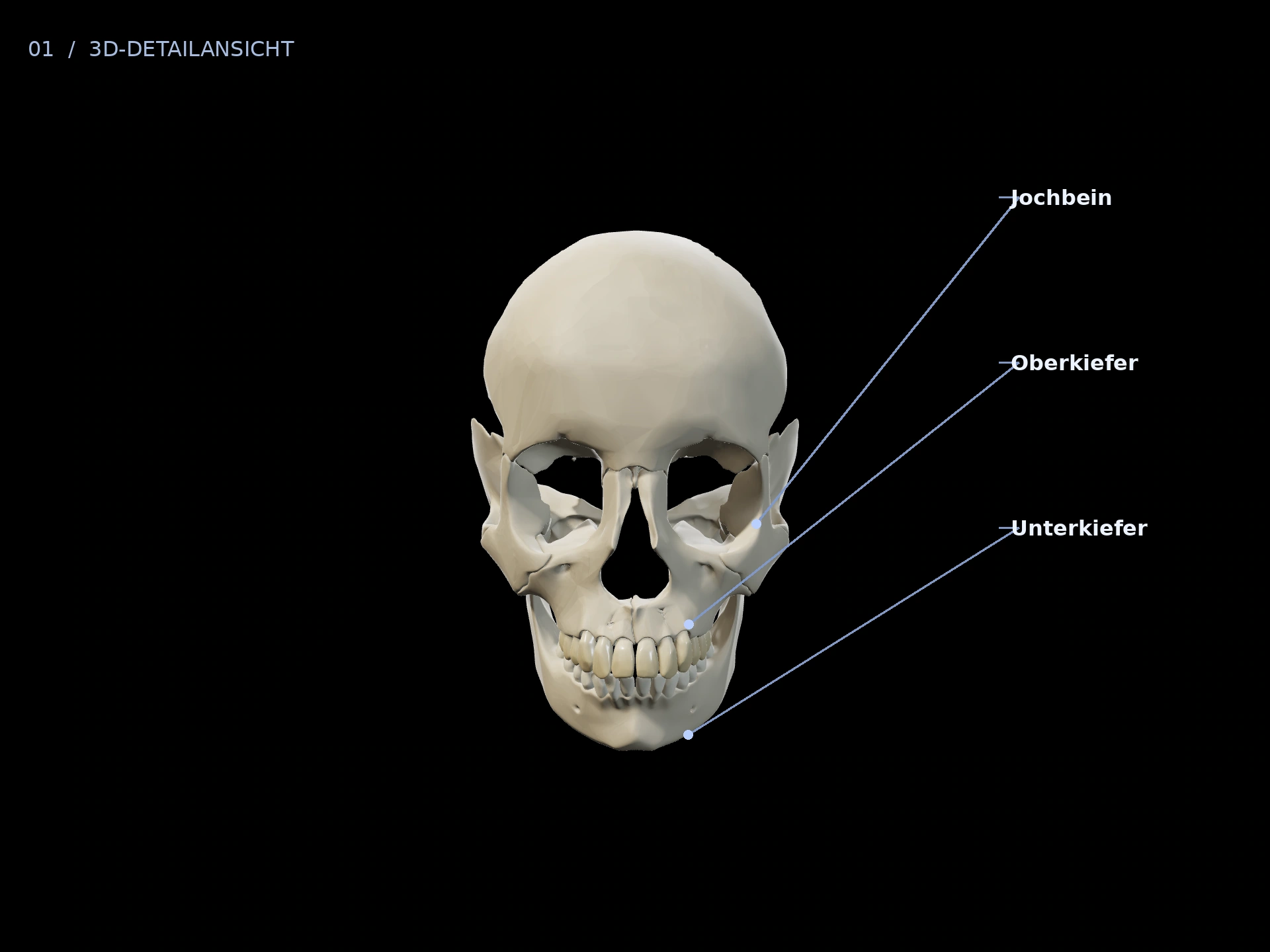 Oberkiefer: beschriftete 3D-Ansicht mit Oberkiefer, Jochbein, Unterkiefer