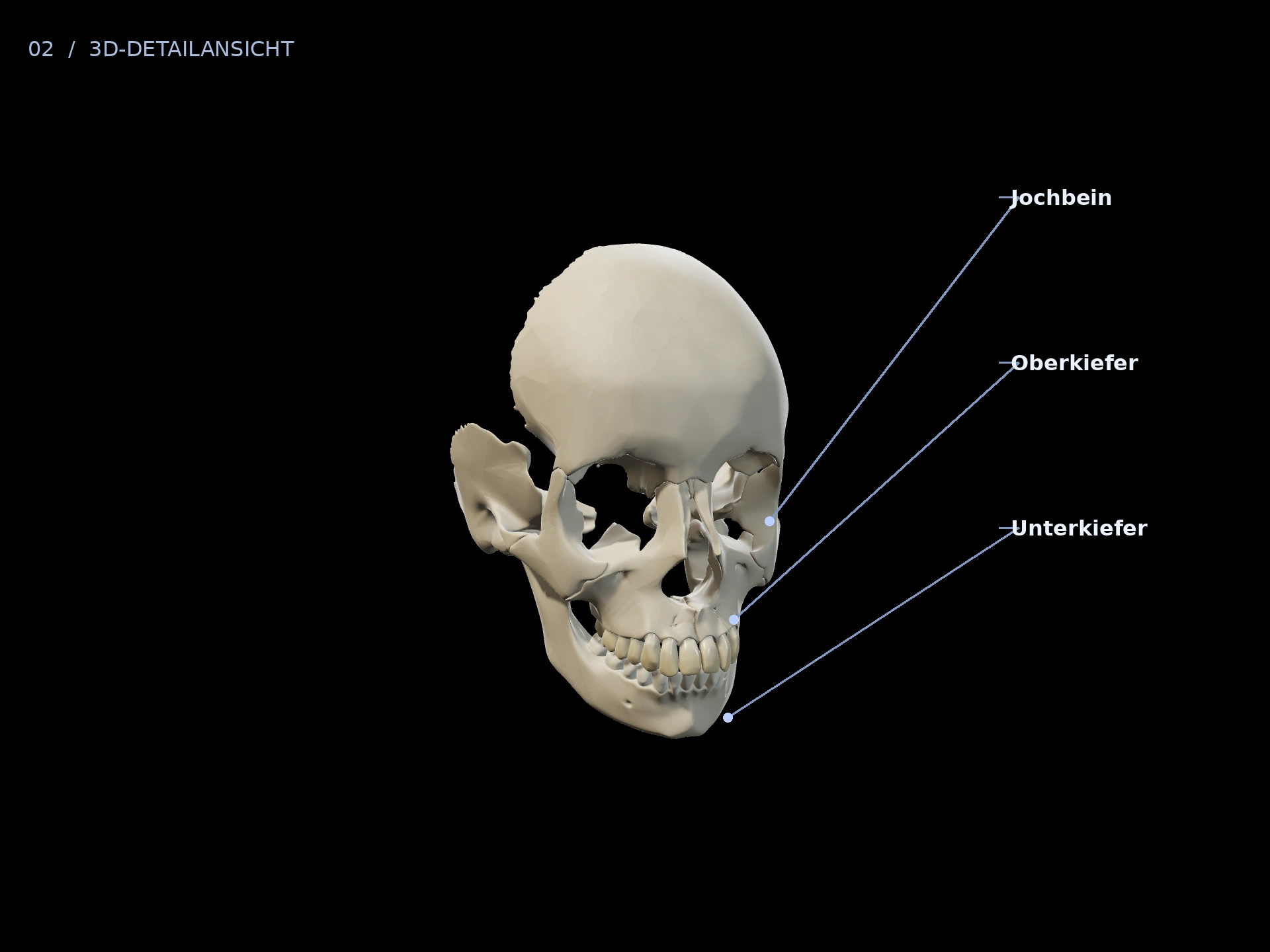 Jochbein: beschriftete 3D-Ansicht mit Oberkiefer, Jochbein, Unterkiefer